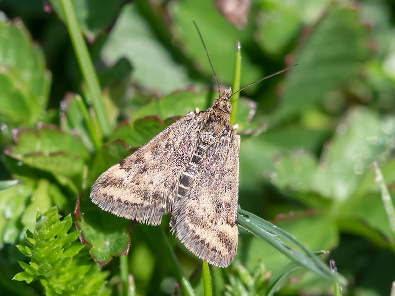 Pyrausta despicata 